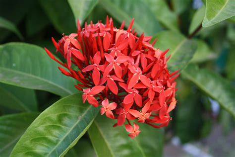 Ixora coccinea